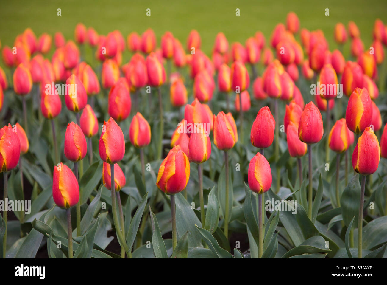 Tulips, Keukenhof, park and gardens near Amsterdam, Netherlands, Europe