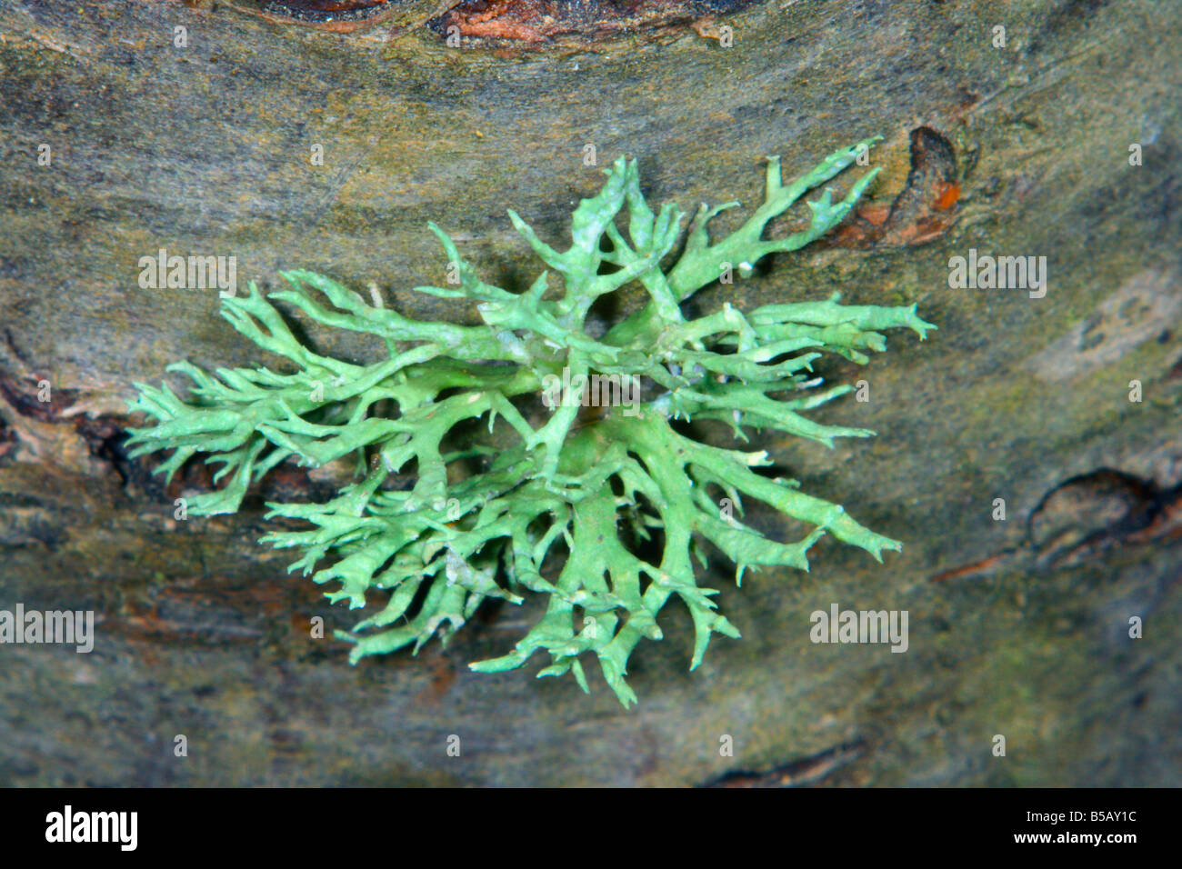 Lichen, Ramalina fastigiata.On Cherry Tree trunk Stock Photo
