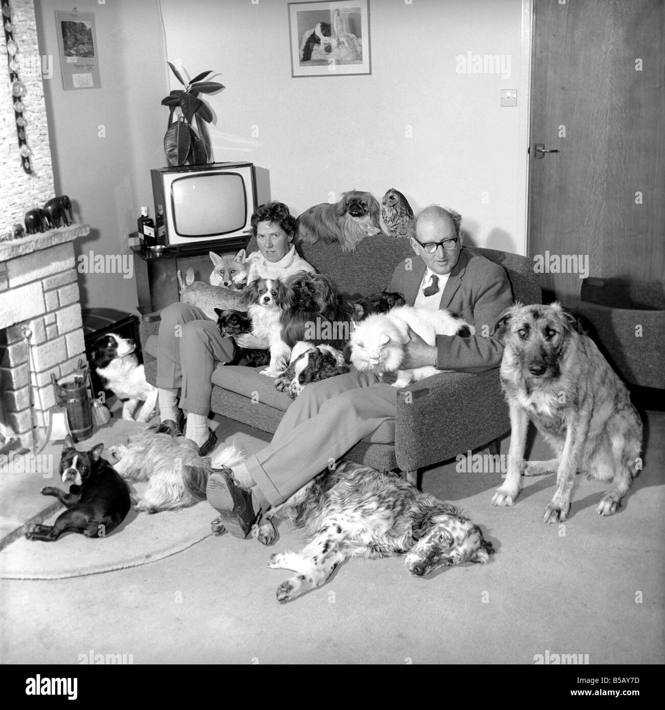 John Holmes seen here with his wife and surrounded by all his pets, which includes dogs, cats, a fox and a tawny owl. Jan. 1965 Stock Photo