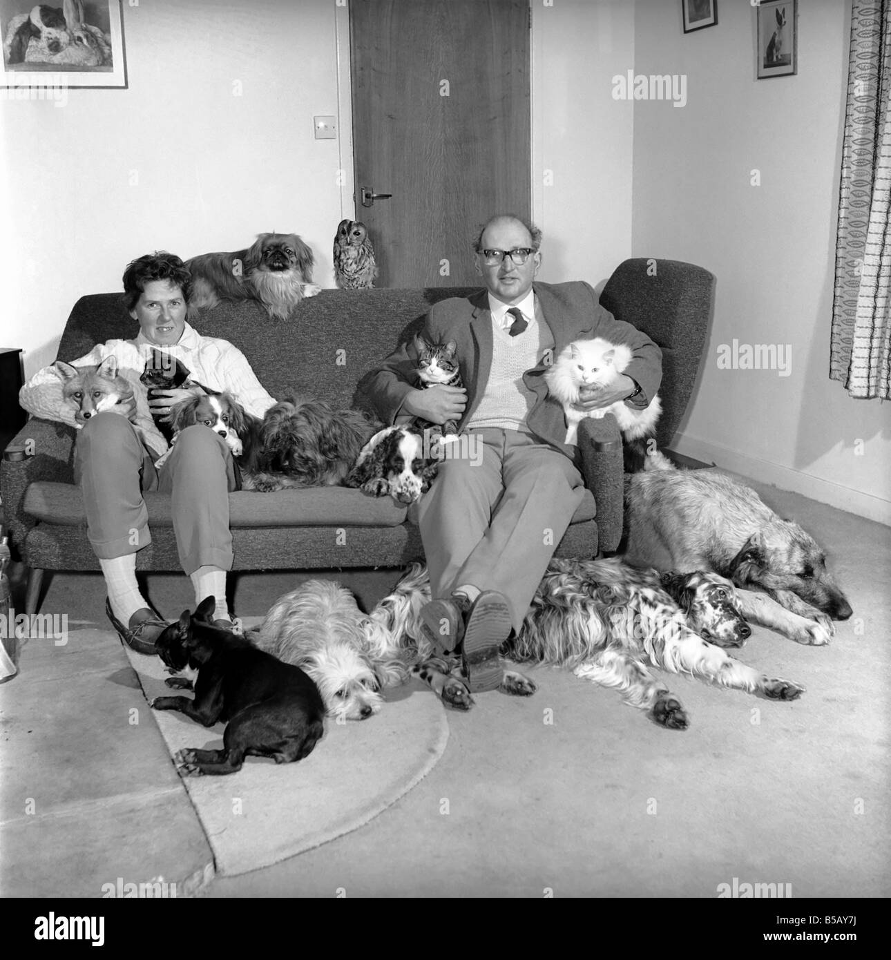 John Holmes seen here with his wife and surrounded by all his pets, which includes dogs, cats, a fox and a tawny owl. Jan. 1965 Stock Photo
