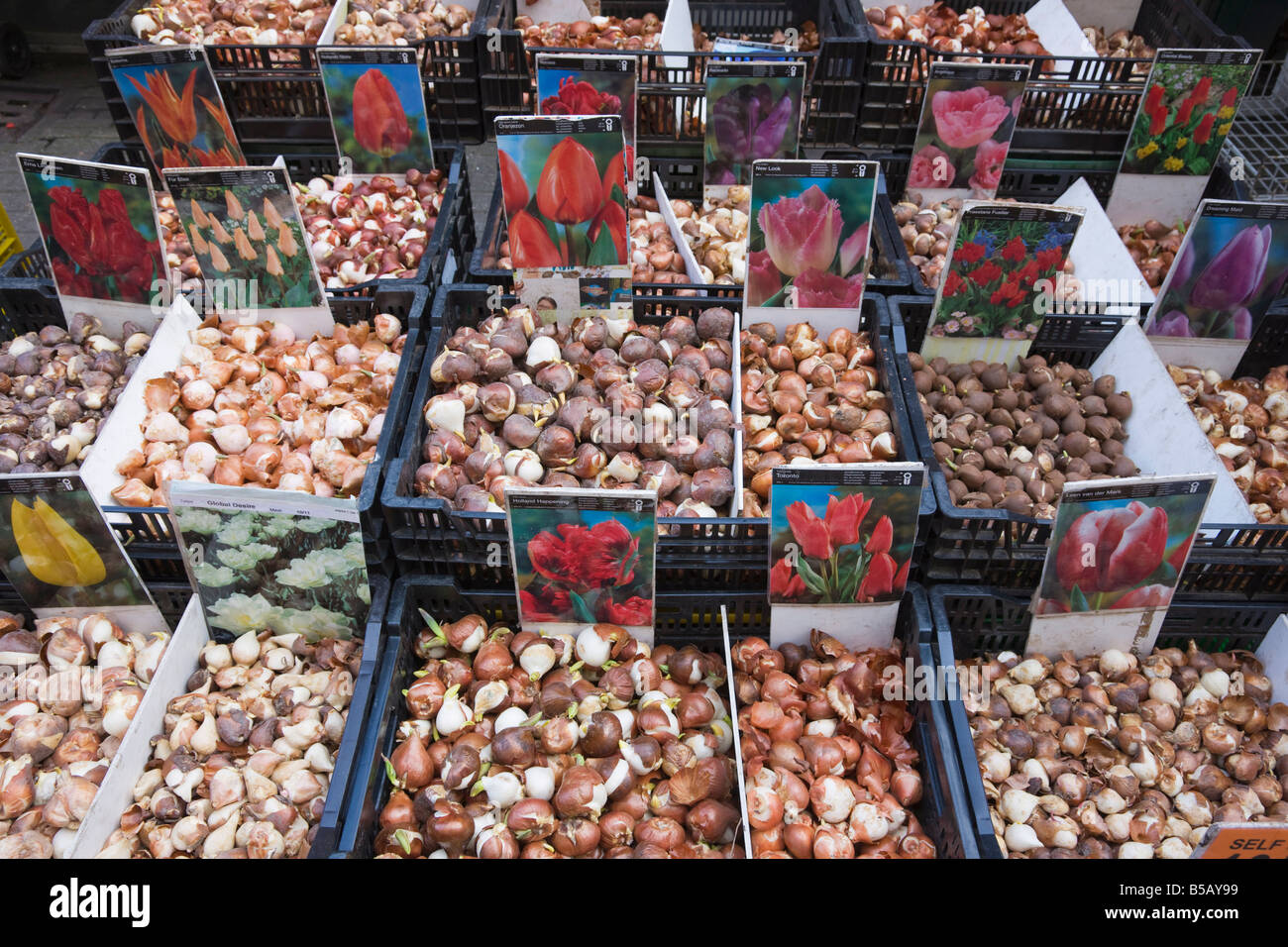 Bloemenmarkt flower market amsterdam netherlands hires stock