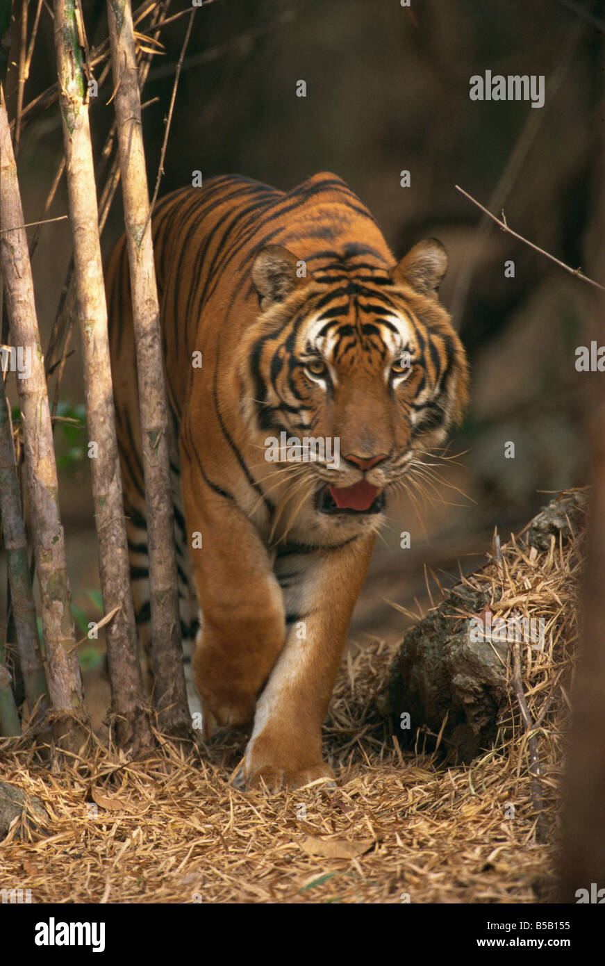 Indo Chinese tiger walking in Khao Pardap Chan bamboo groves, Thailand