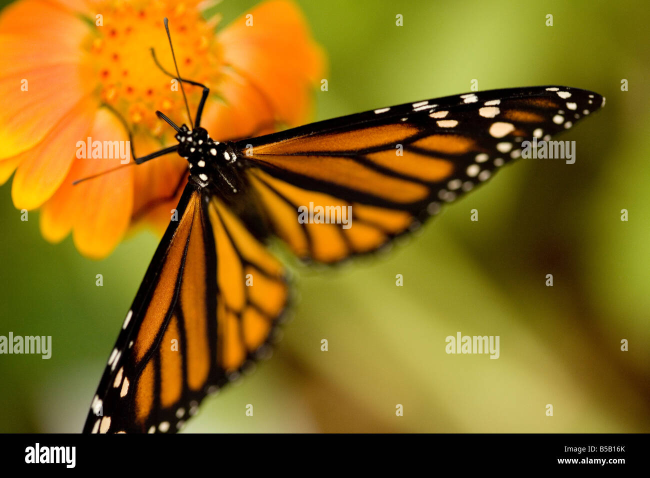 Monarch Butterfly on a flower Stock Photo