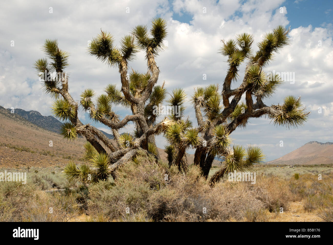 Joshua Tree in California Stock Photo Alamy