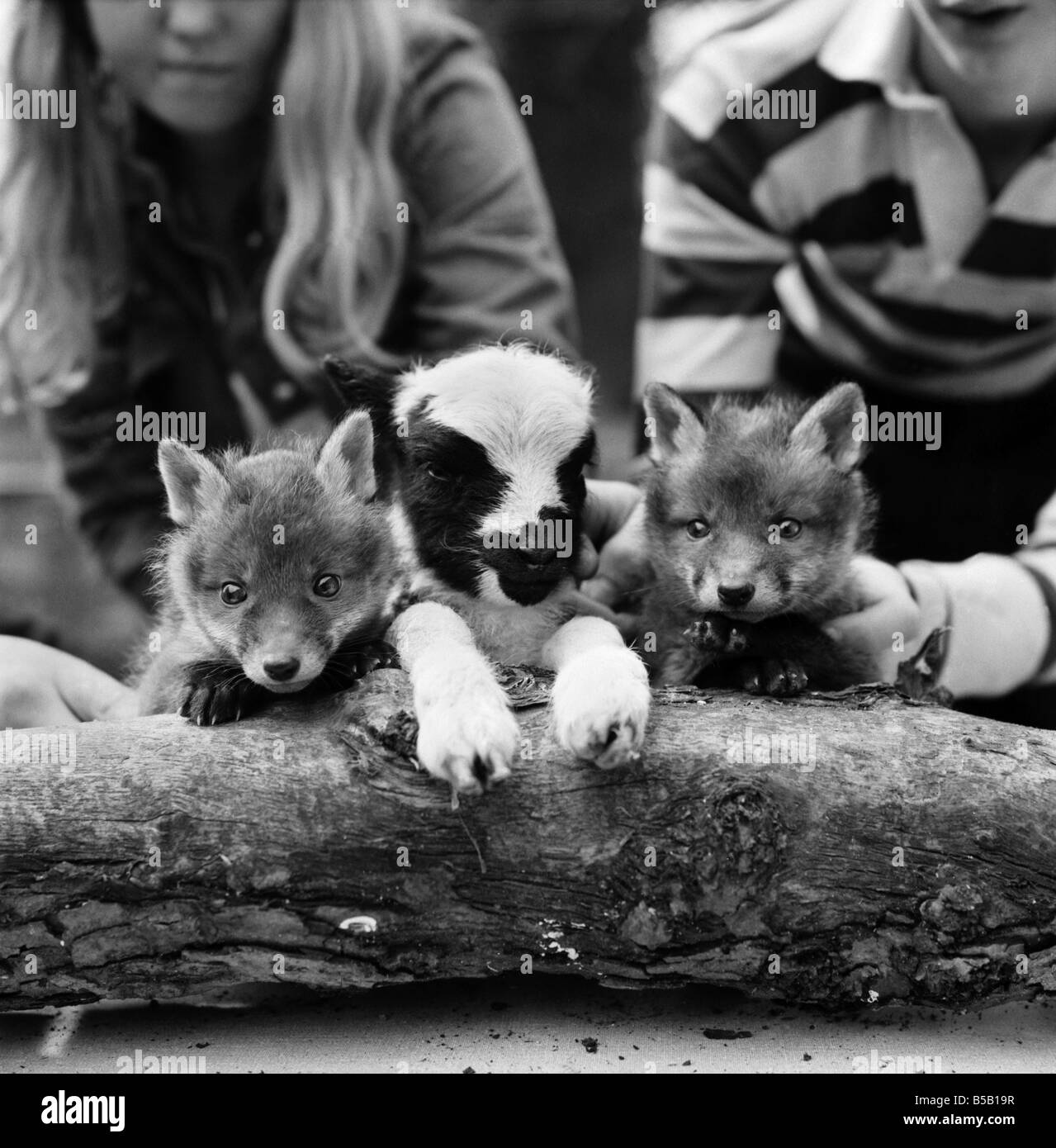 Two baby fox Black and White Stock Photos & Images Alamy