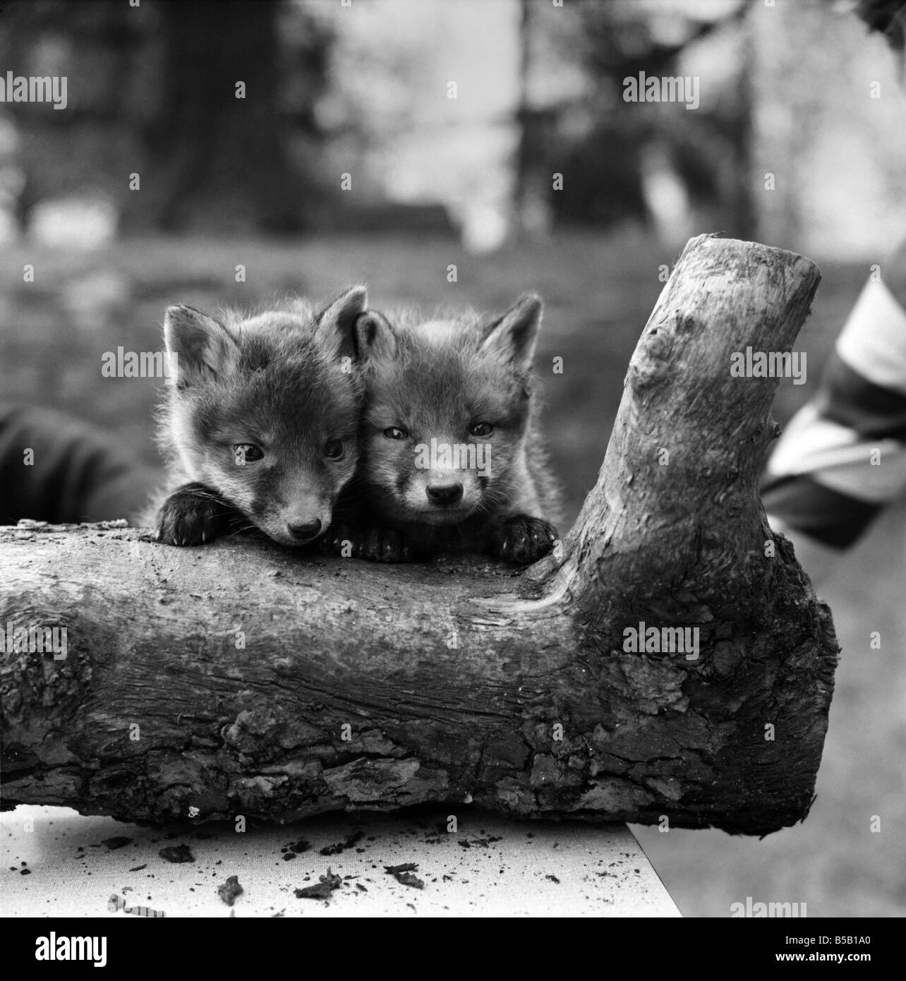 Foxes two Black and White Stock Photos & Images Alamy