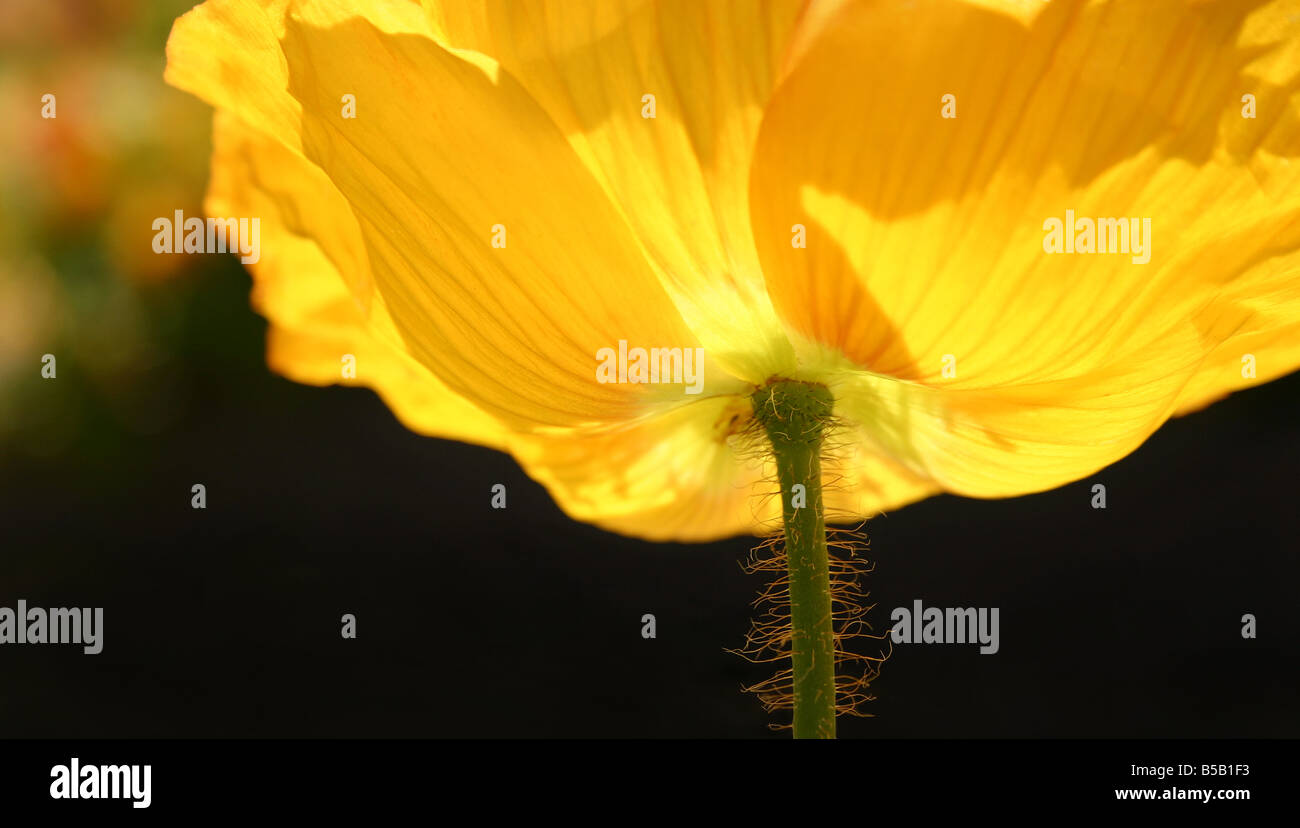 USA. Stock image of an yellow Iceland poppy glowing in the sunlight. Stock Photo