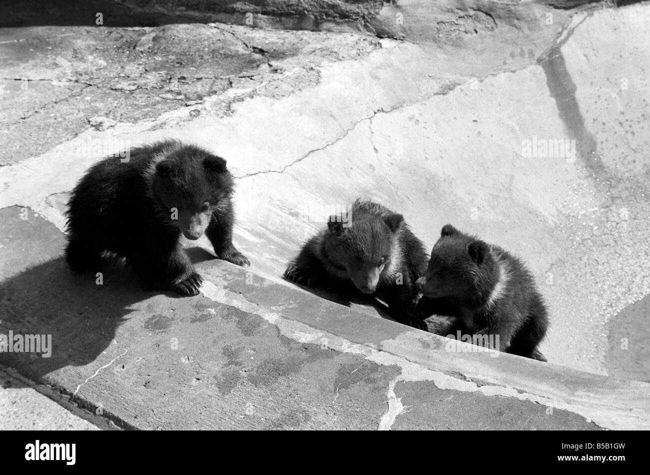 Chester, Chips and Charity, will be venturing outside for the very first time today at Whipsnade zoo. They are triplet Kodiak Bear Cubs, two males and one female, born on 17th January this year. They will be with ïWilmaÍ their mother. ;Kodiaks are the largest form of the Brown Bear and are found on Kodiak and neighbouring islands of Alaska. ;April 1975 ; Stock Photo