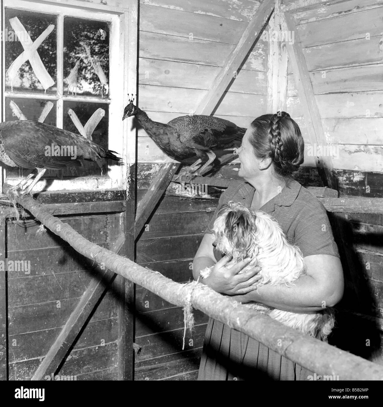 Peacock Farm Farmers wife with peacocks for sale. 1959 Stock Photo Alamy