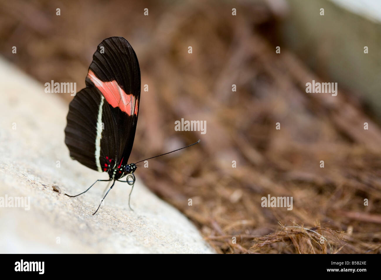 Delicate butterfly shape hi-res stock photography and images - Alamy