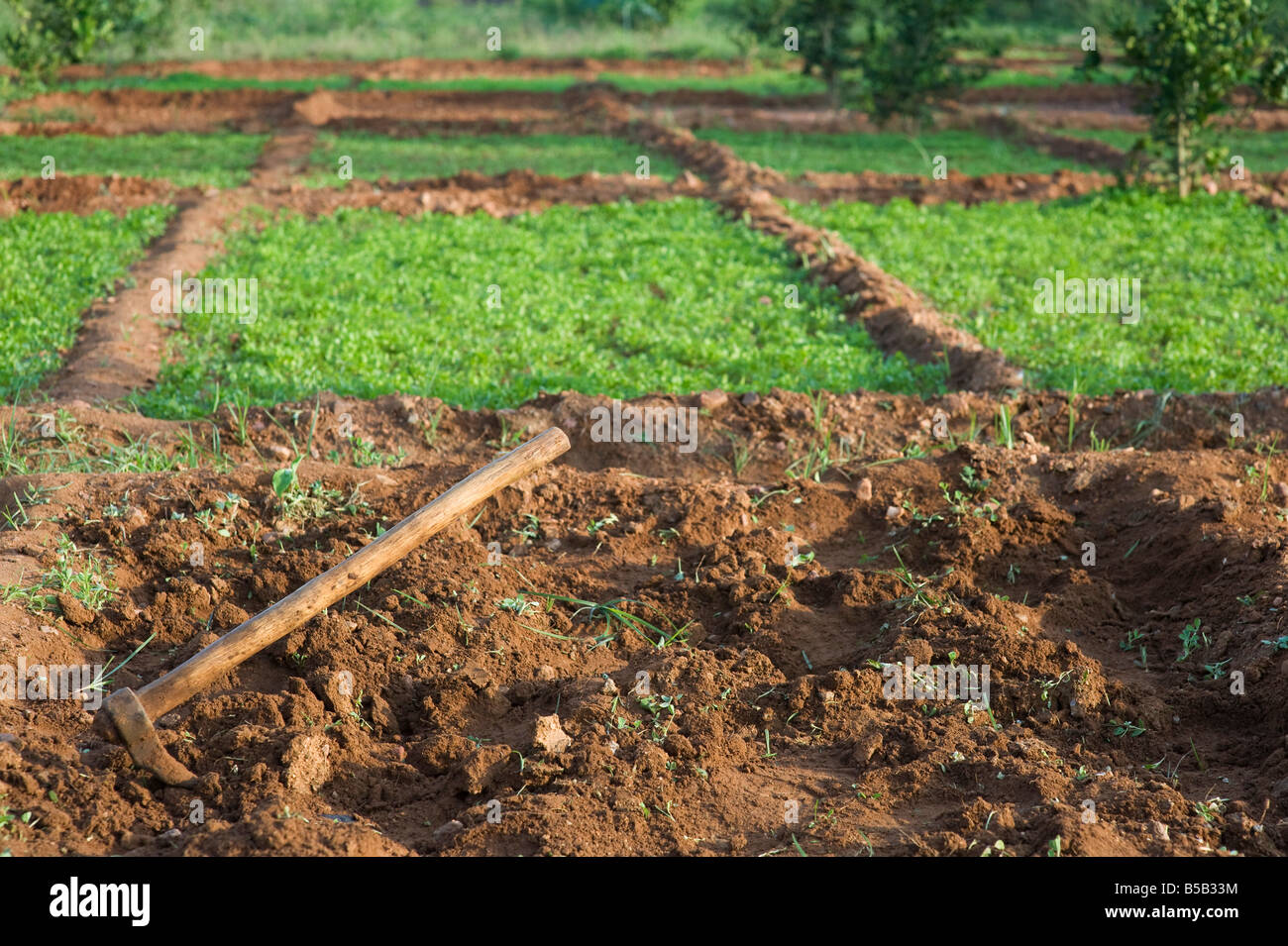 Growing herbs (coriander) in the Indian countryside. Rural Indian