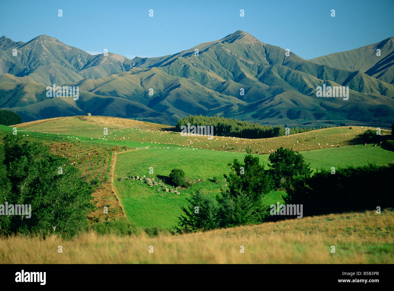 Sheep in fields on the downs, and mountains behind, north of Geraldine, SW Canterbury Plains, South Island, New Zealand, Pacific Stock Photo