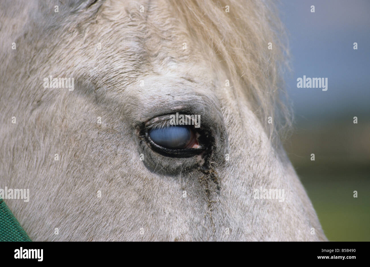Eye of a blind horse (Equus caballus) Stock Photo