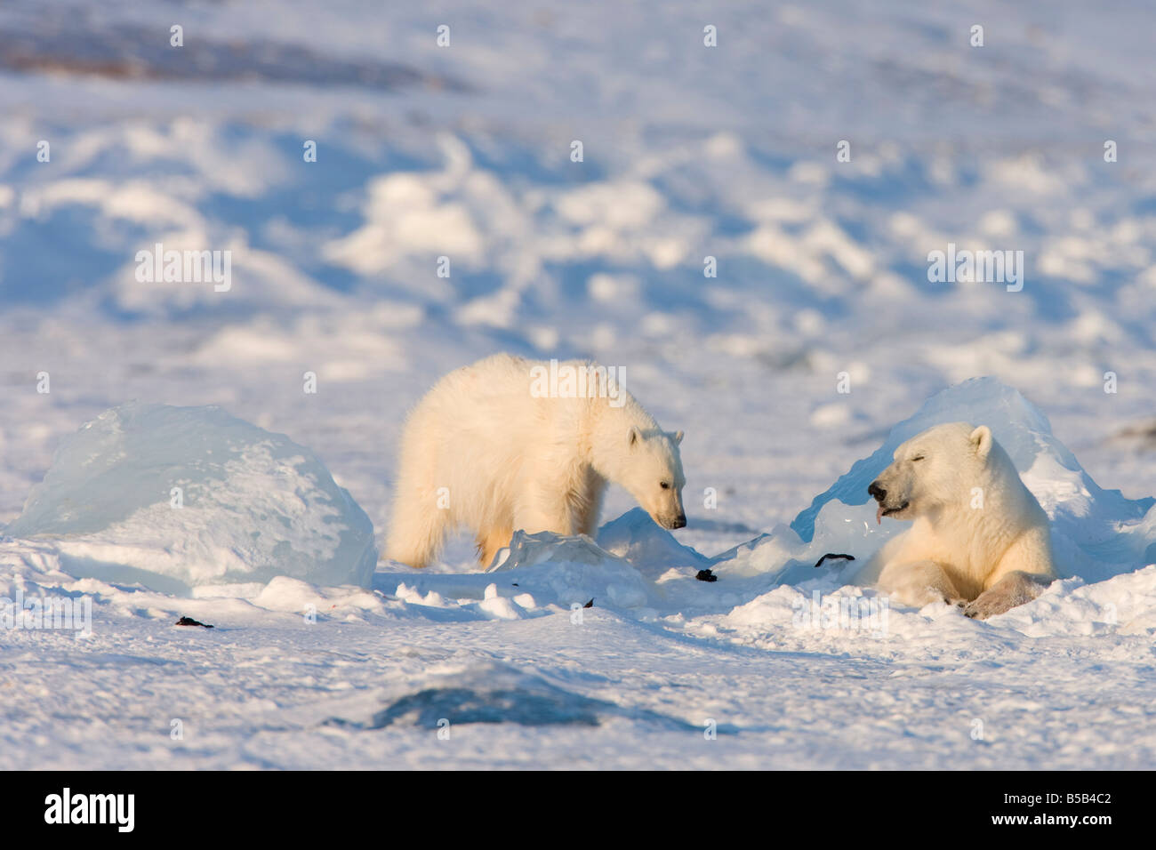 Polar bear with a cub near a ringed seal kill, Svalbard, Spitzbergen, Arctic, Norway, Scandinavia, Europe Stock Photo