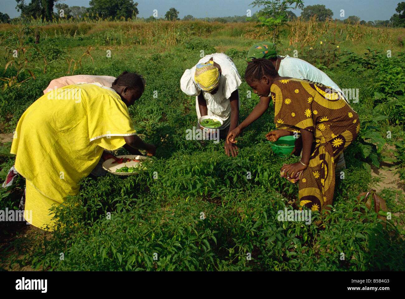 Picking peppers, The Gambia, West Africa, Africa Stock Photo