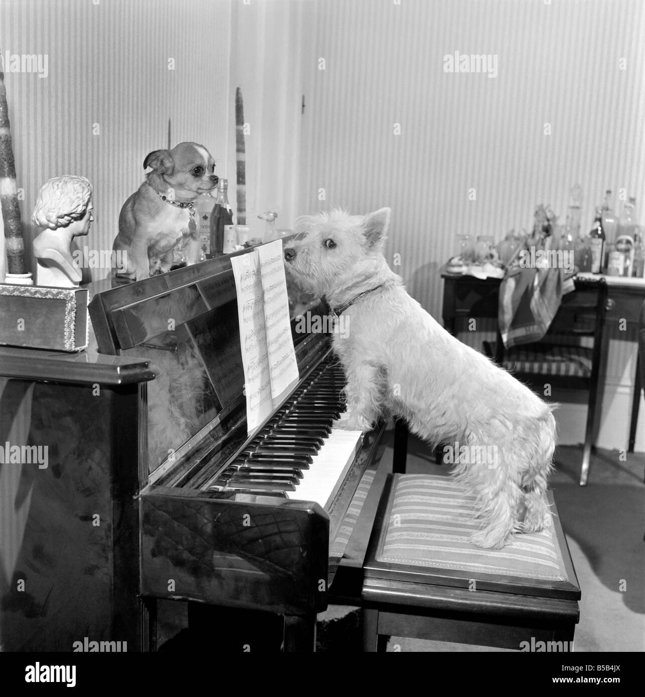 Dog playing the piano. 1965 C100a-012 Stock Photo