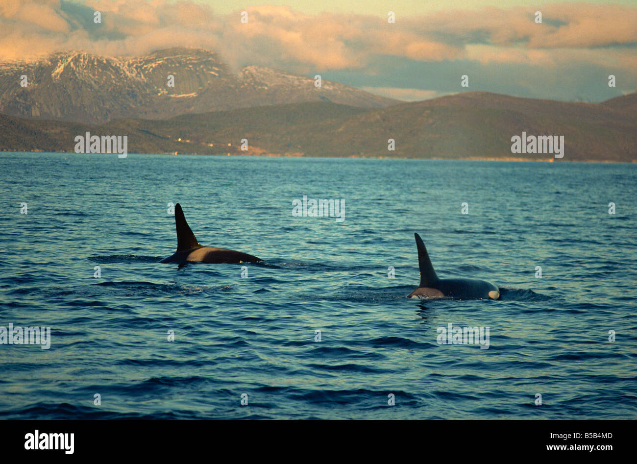Killer whales (Orcinus Orca) research, wintertime, Tysfjord, Arctic, Norway, Scandinavia, Europe Stock Photo