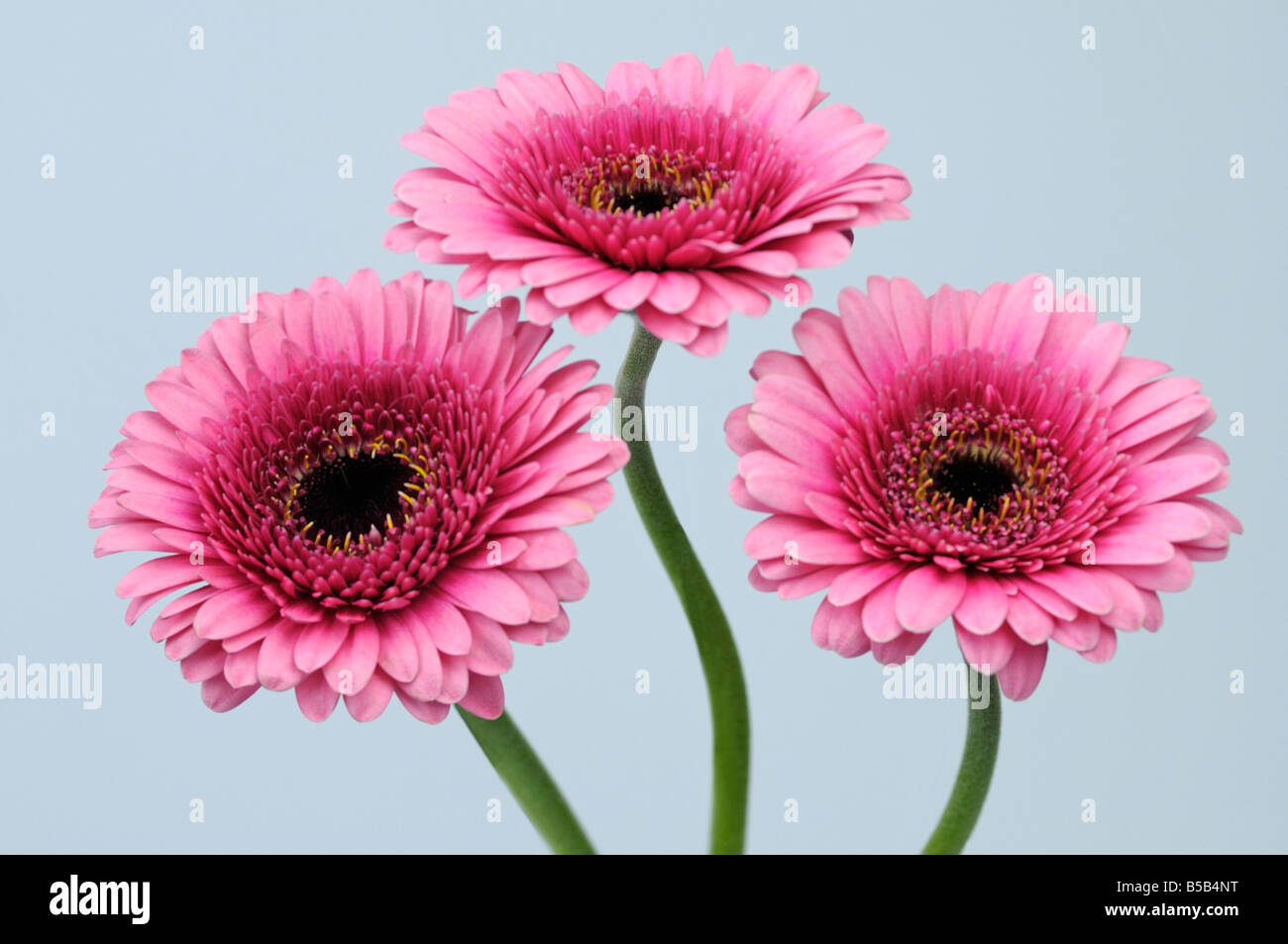 Barberton Daisy (Gerbera Gerbera jamesonii) Three pink flowers on white background Stock Photo