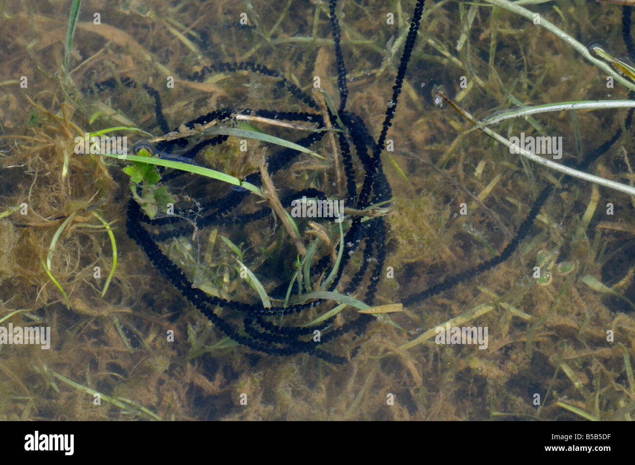 European Toad, Common Toad (Bufo bufo), egg strings among underwater vegetation Stock Photo