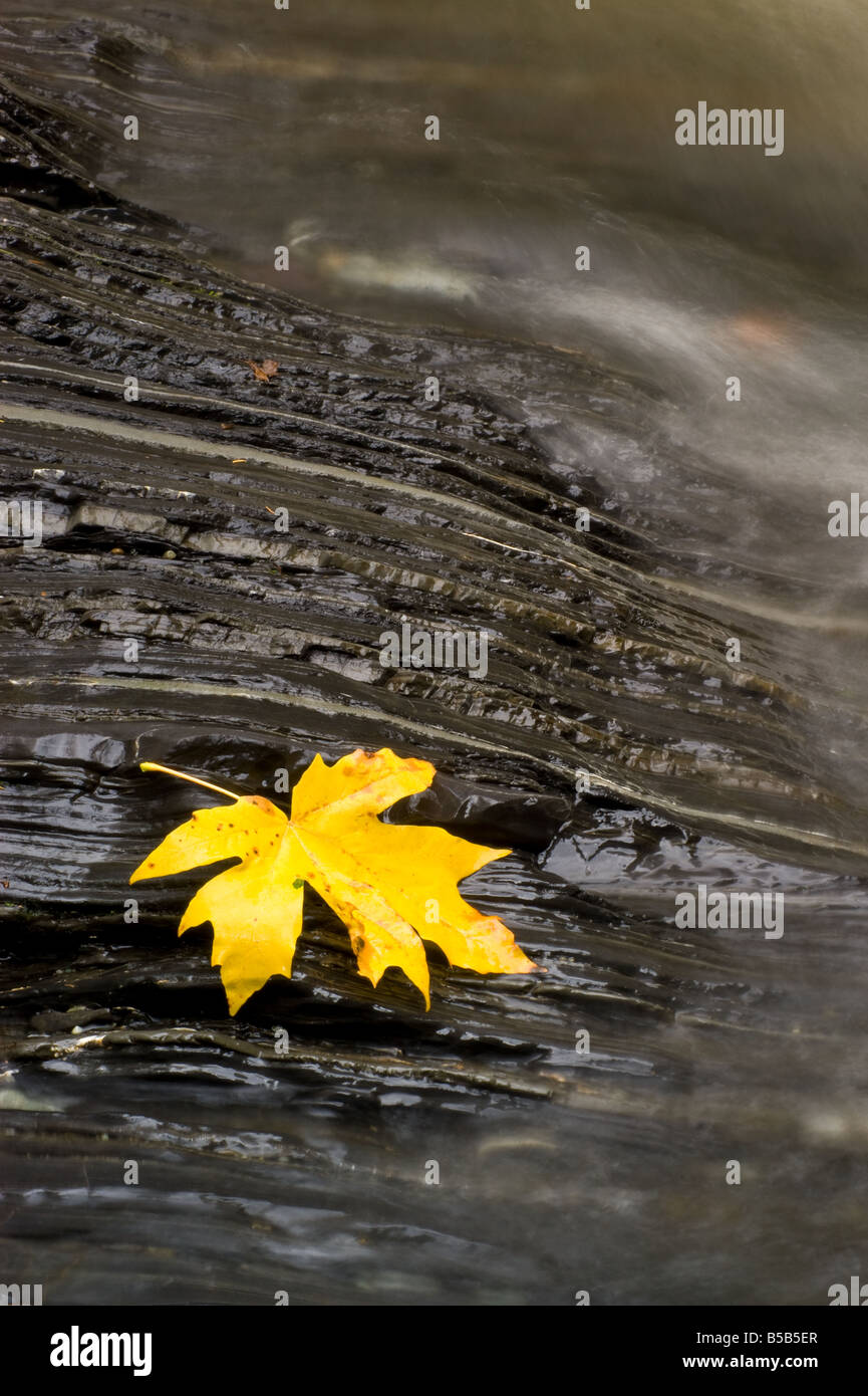 An autumn bigleaf maple leaf rests alongside a rocky stream Stock Photo