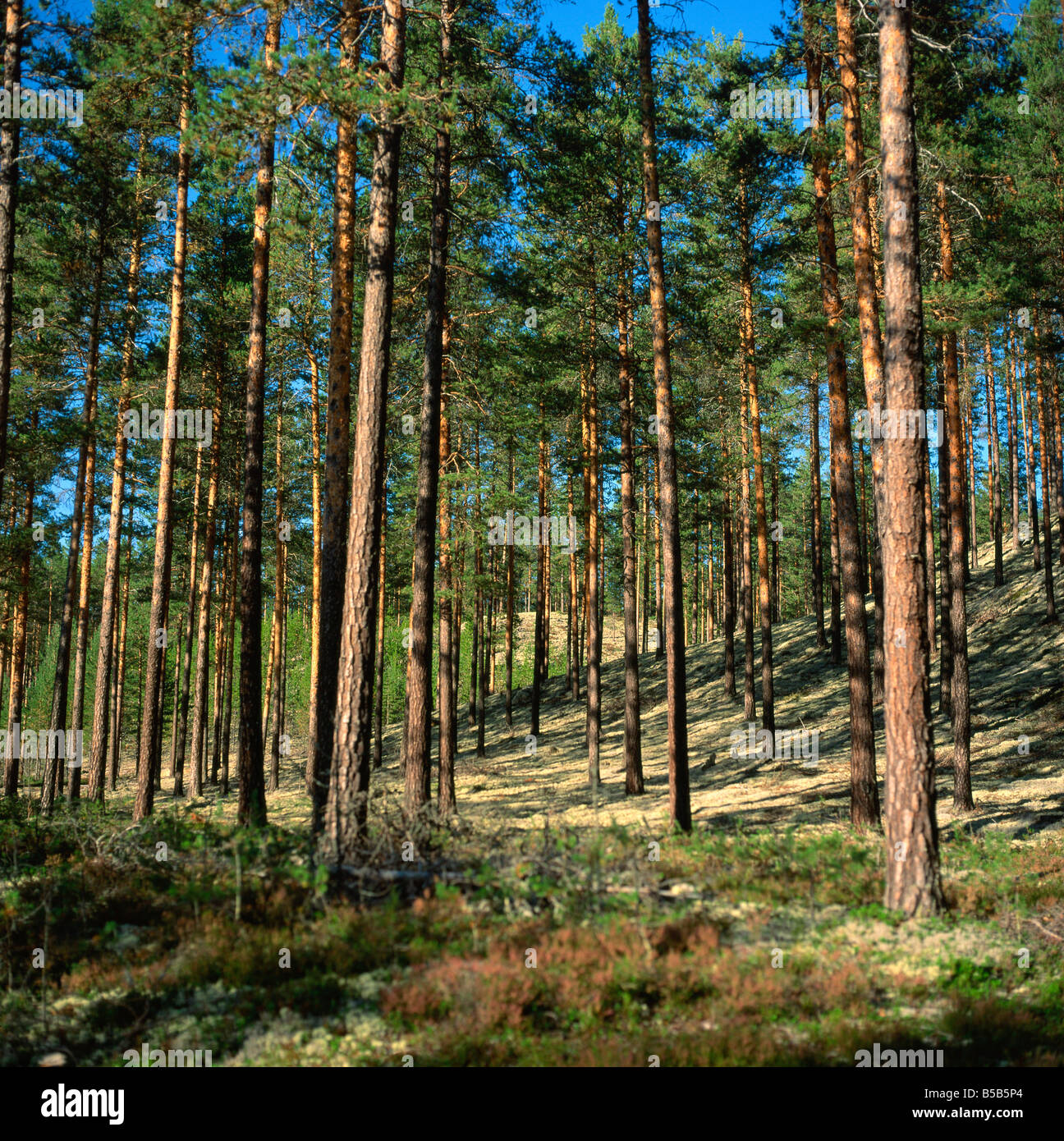 Woodland near Lillehammer Norway D Lomax Stock Photo