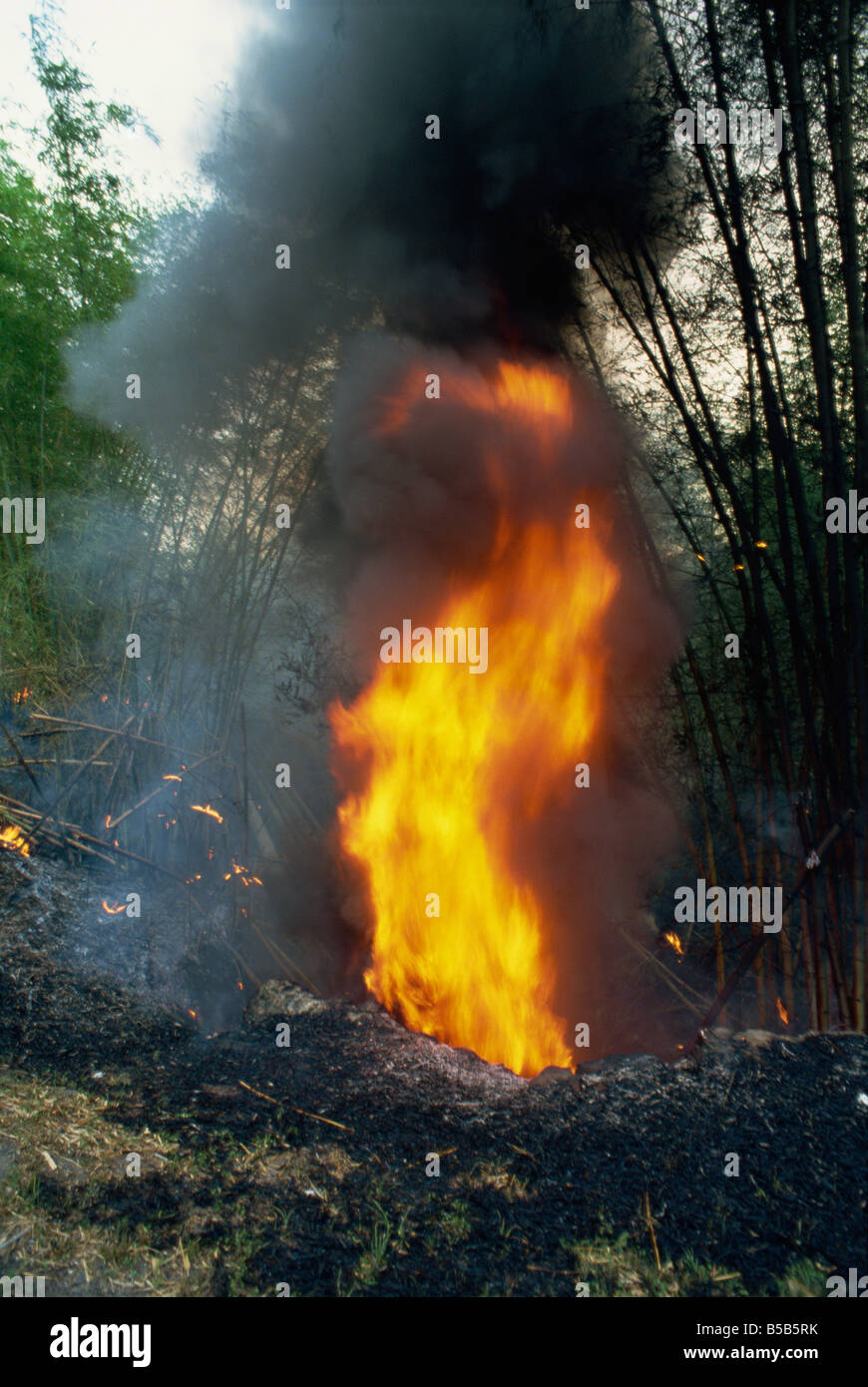 Fire burning bamboo at side of road in the south of the island Trinidad