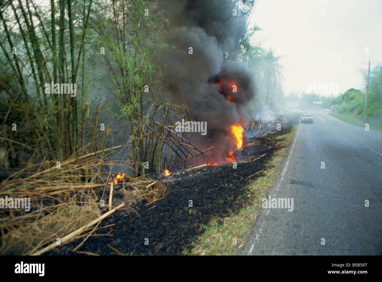 Fire burning bamboo at side of road in the south of the island Trinidad West Indies Caribbean