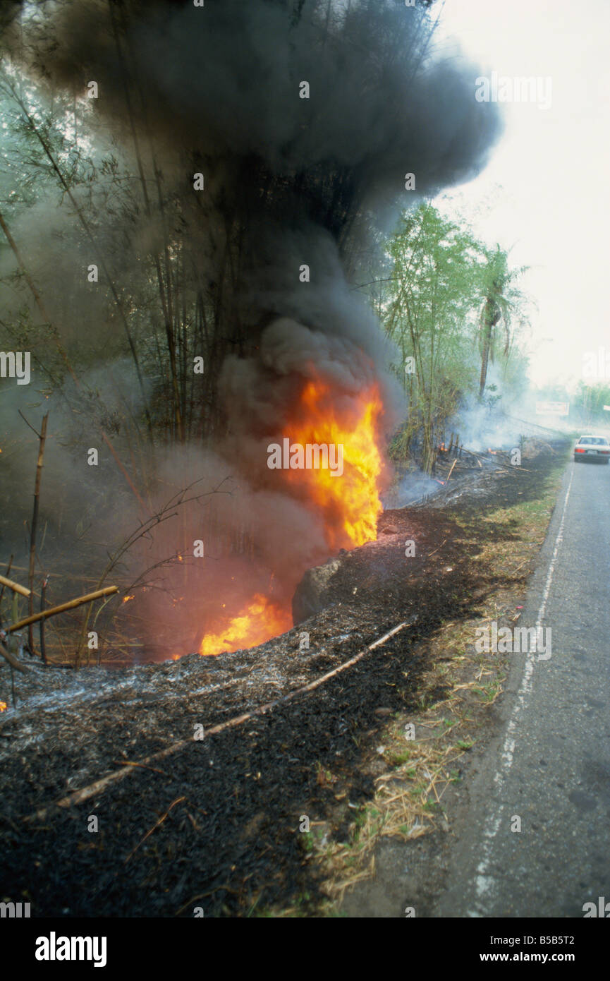 Fire burning bamboo at side of road in the south of the island Trinidad