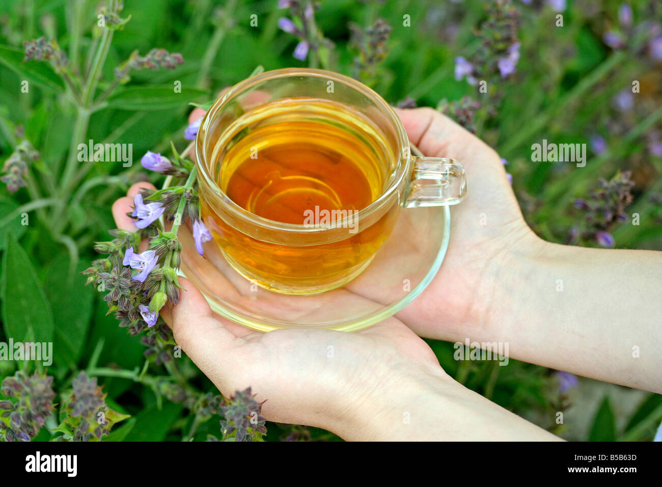 Sage infusion. Salvia officinalis Stock Photo Alamy