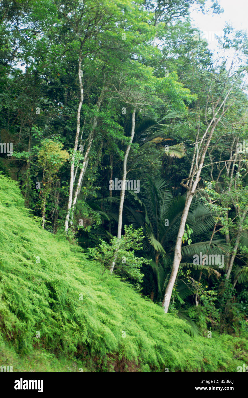 Caribbean rainforest hi-res stock photography and images - Alamy