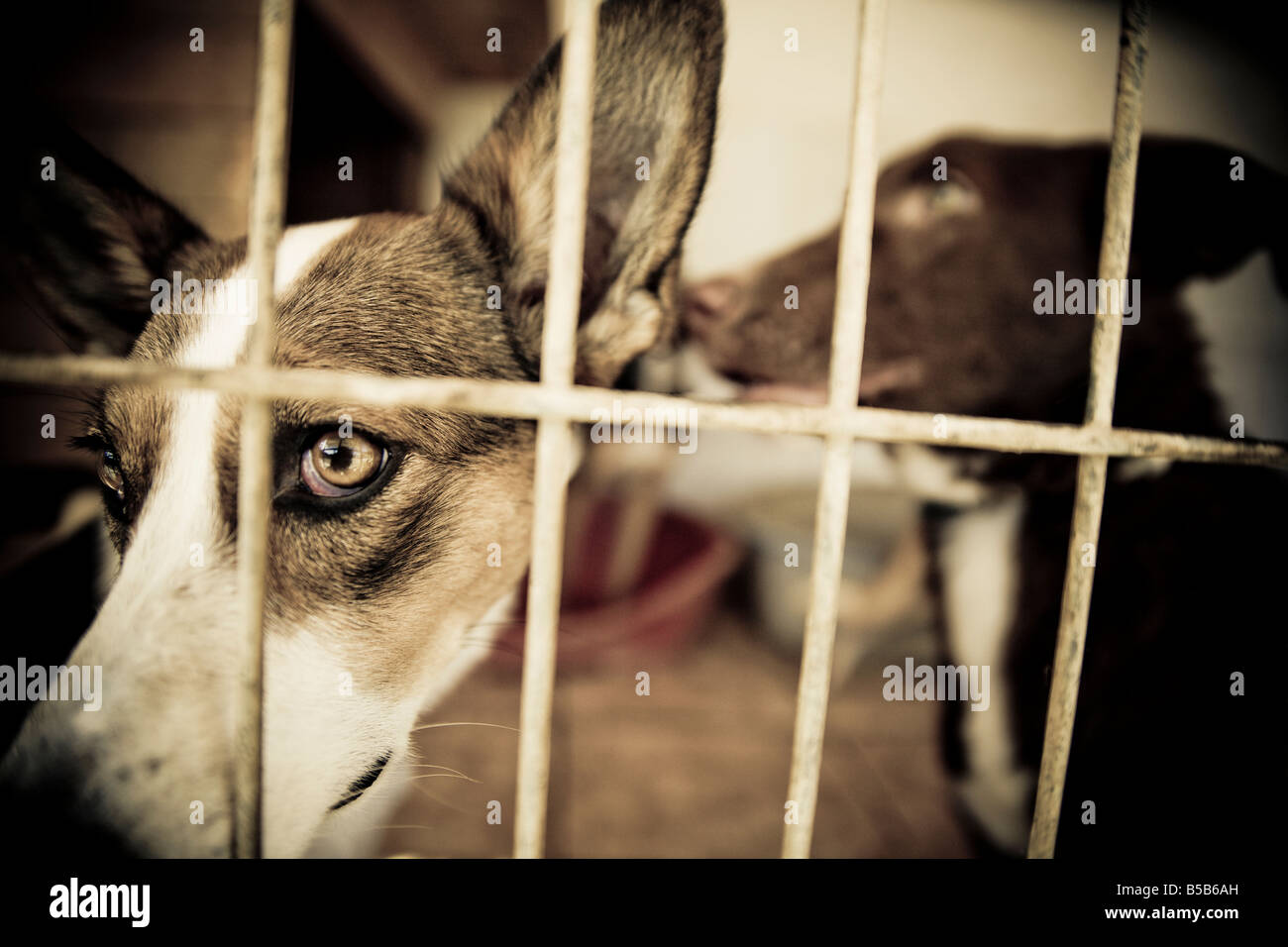 Abandoned dog looking out from a cage. Stock Photo