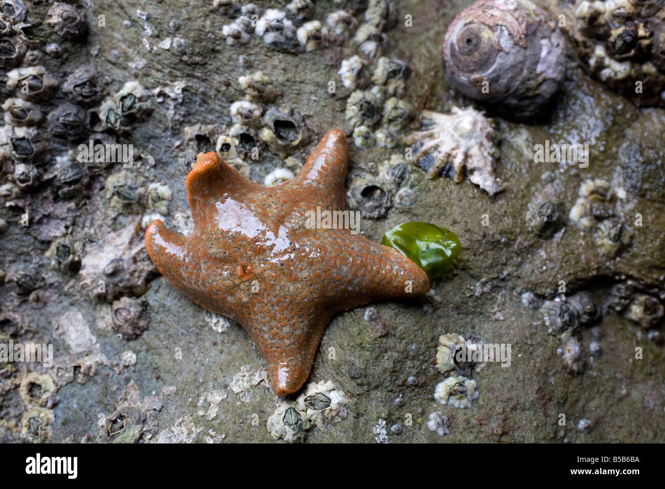 cushion star shoreline cornwall Stock Photo