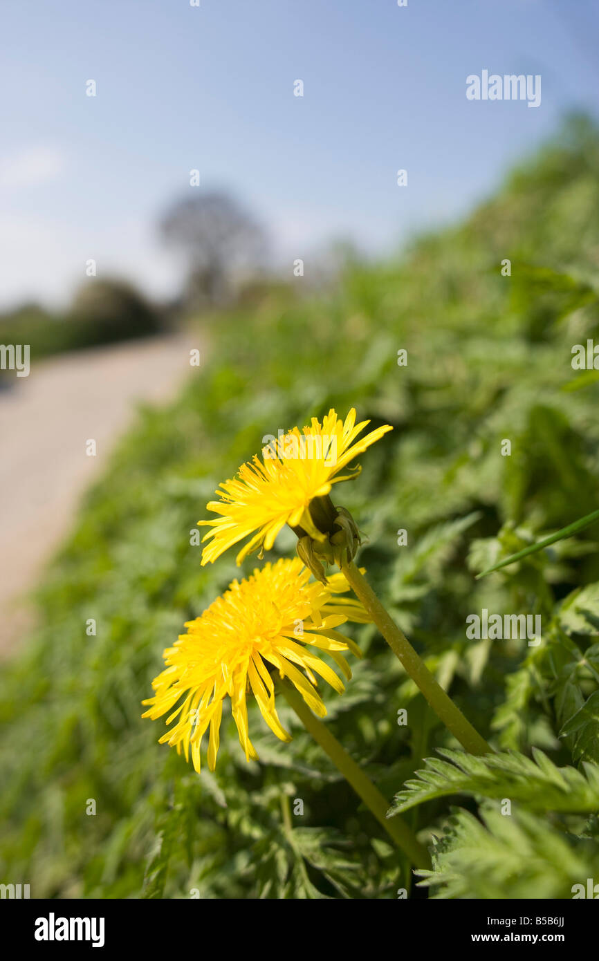 Wildflowers growing on roadside hi-res stock photography and images - Alamy