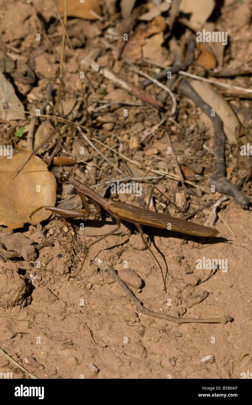 Preying Mantis Mantis religiosa Stock Photo