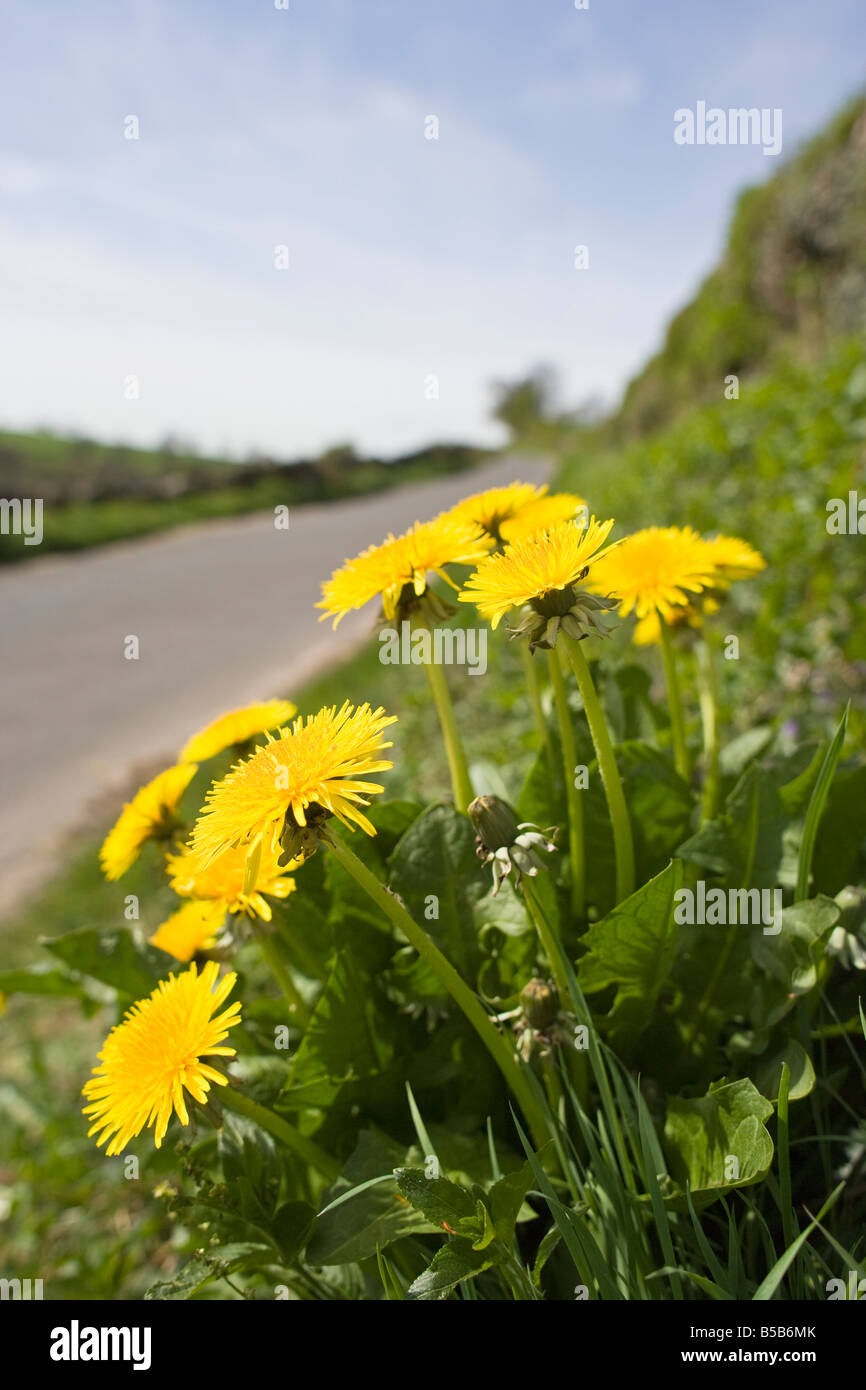 Wildflowers growing on roadside hi-res stock photography and images - Alamy