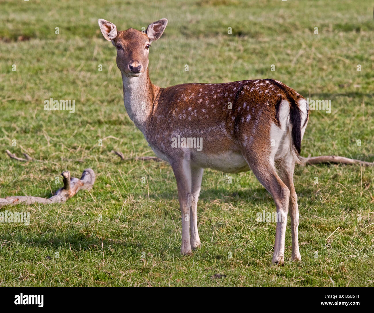 Fallow Deer Doe (Dama dama), UK Stock Photo