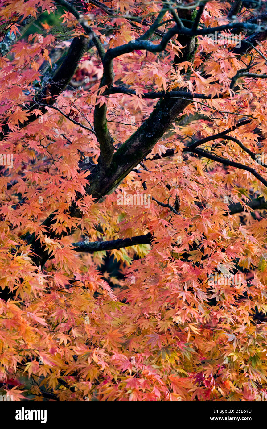 Acer tree leaves foliage hi-res stock photography and images - Alamy