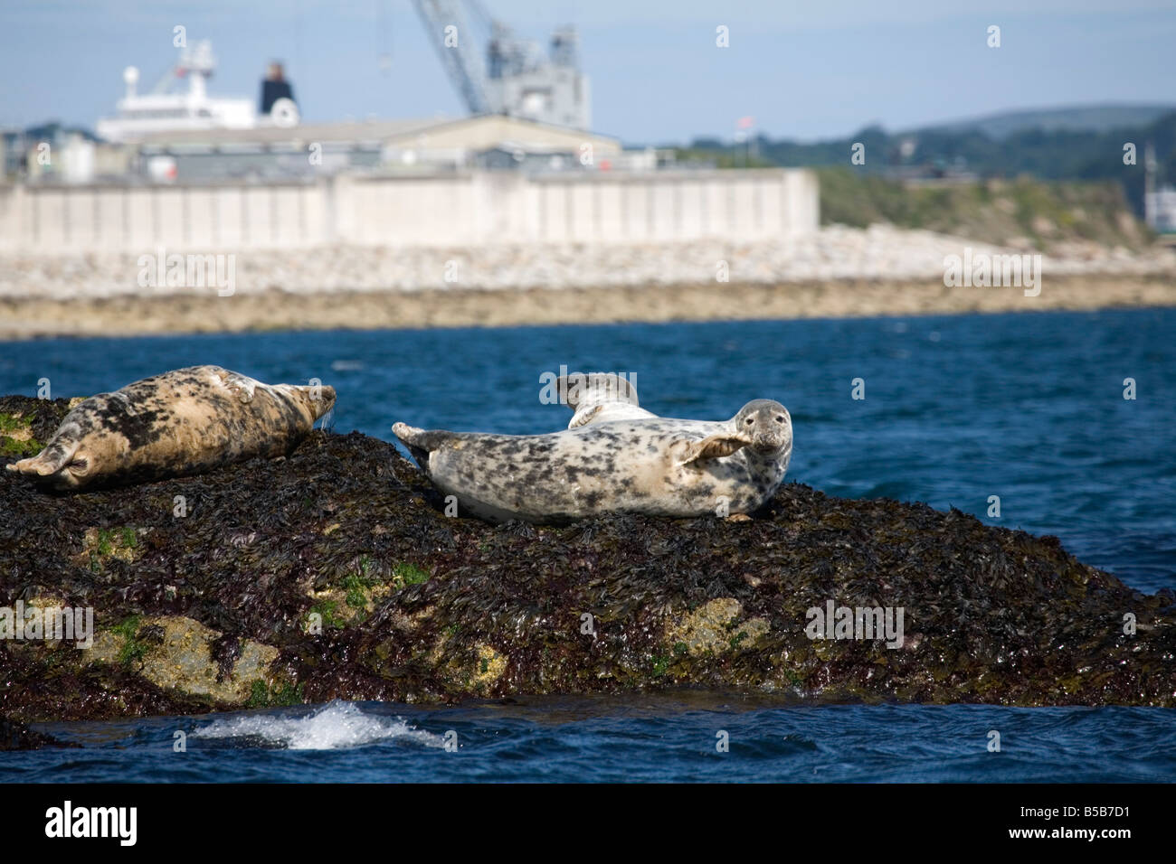 grey seals Halichoerus grypus black rock falmouth Stock Photo