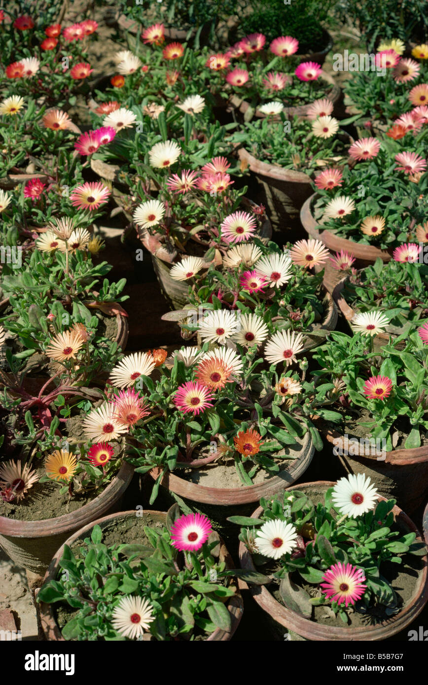Mesembryanthemums in pots Pakistan Asia Stock Photo