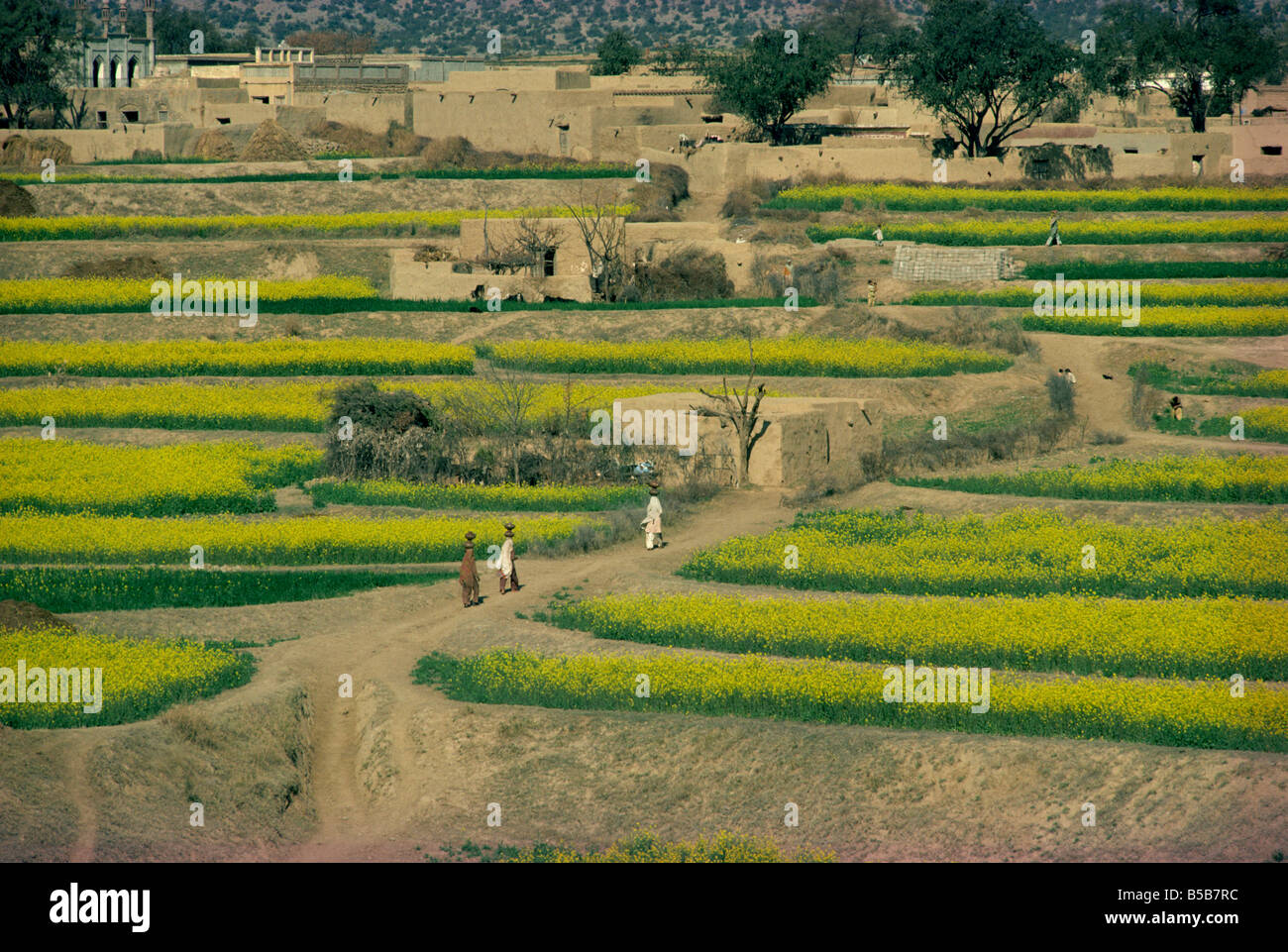Punjab, pakistan village hi-res stock photography and images - Alamy