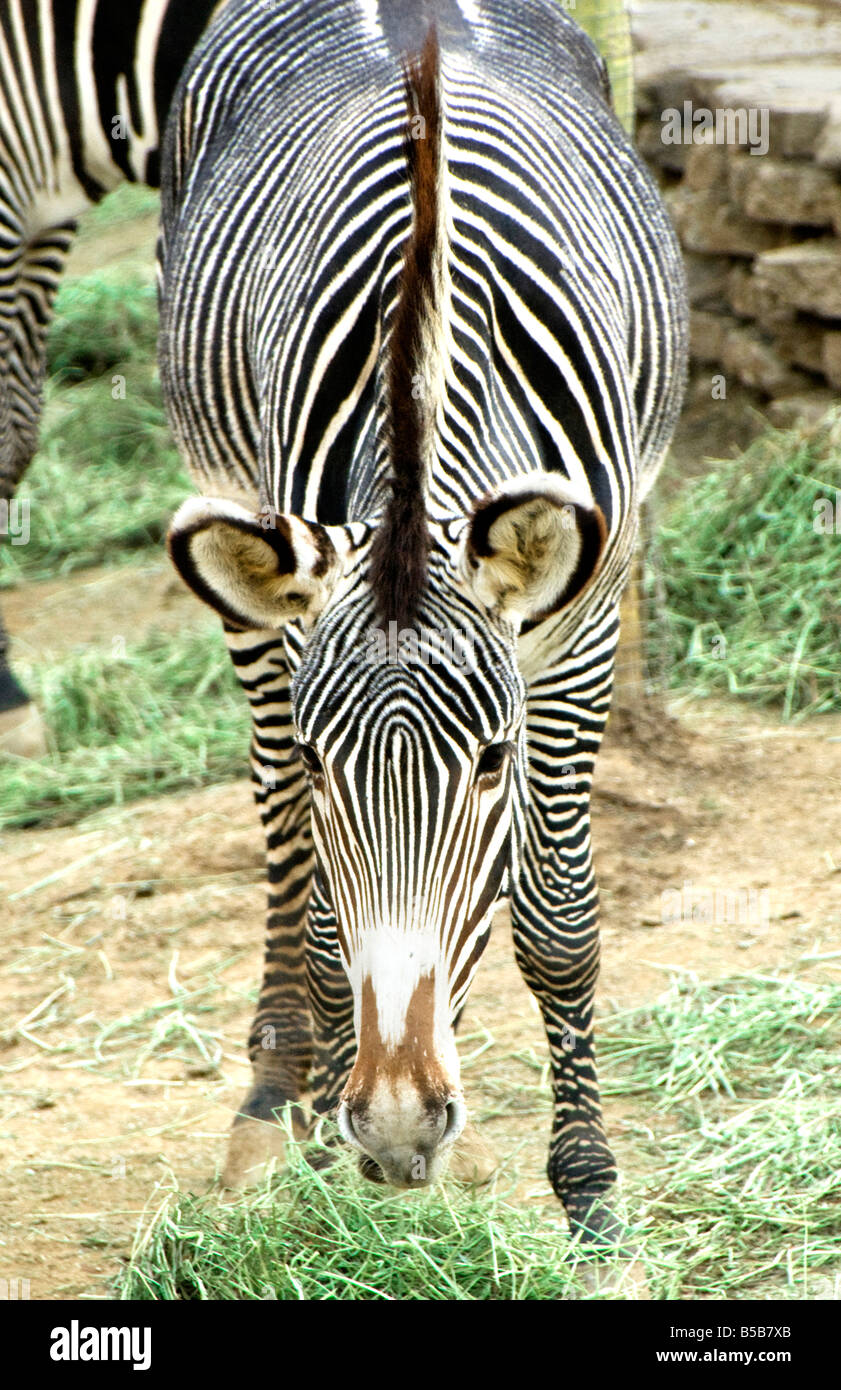 ZOOLOGICO COMIDA COMER COMIENDO RAYAS ALMUERZO PAJA NEGRO BLACO HAMBRE  APETITO ALIMENTO NUTRICION SABROSO DELICIOSO MASCOTA SALVAJE DOMESTICADO  GREEN Stock Photo - Alamy, image size:841x1390