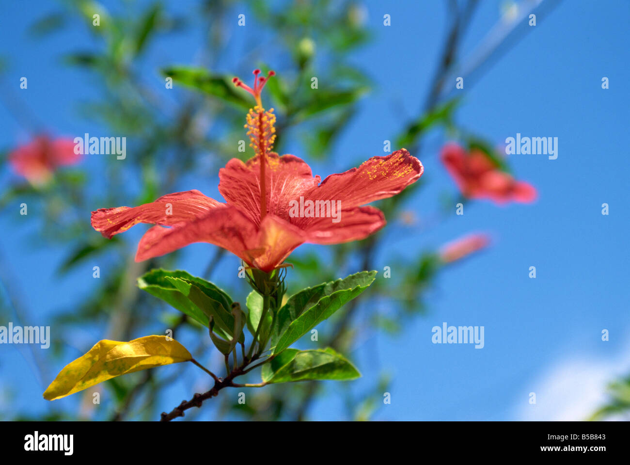 Close-up of red hibiscus flower at Churuquite Grande in Cocle Province, Central Panama, Central America Stock Photo