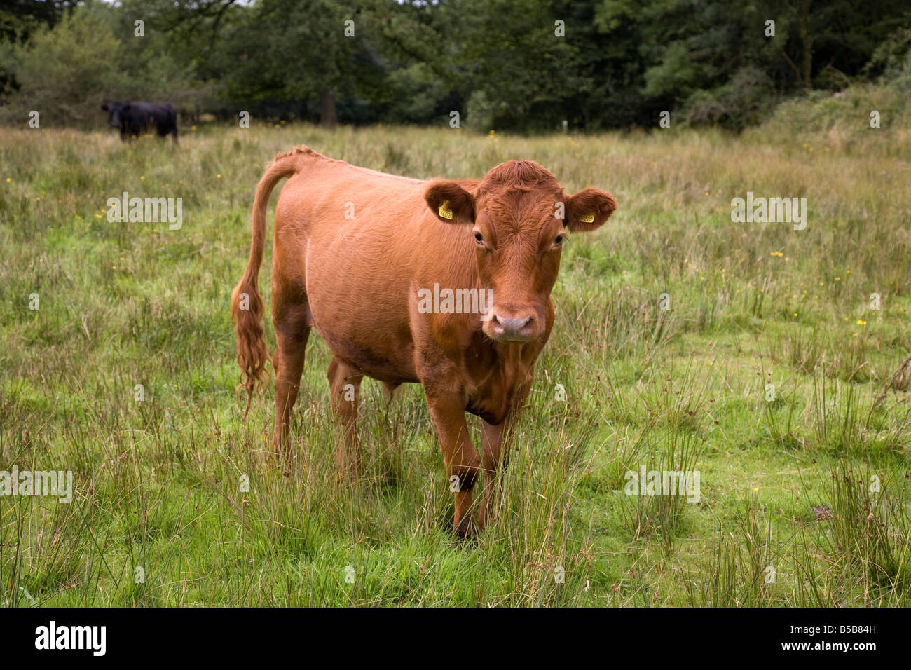 cattle grazing meshaw devon Stock Photo