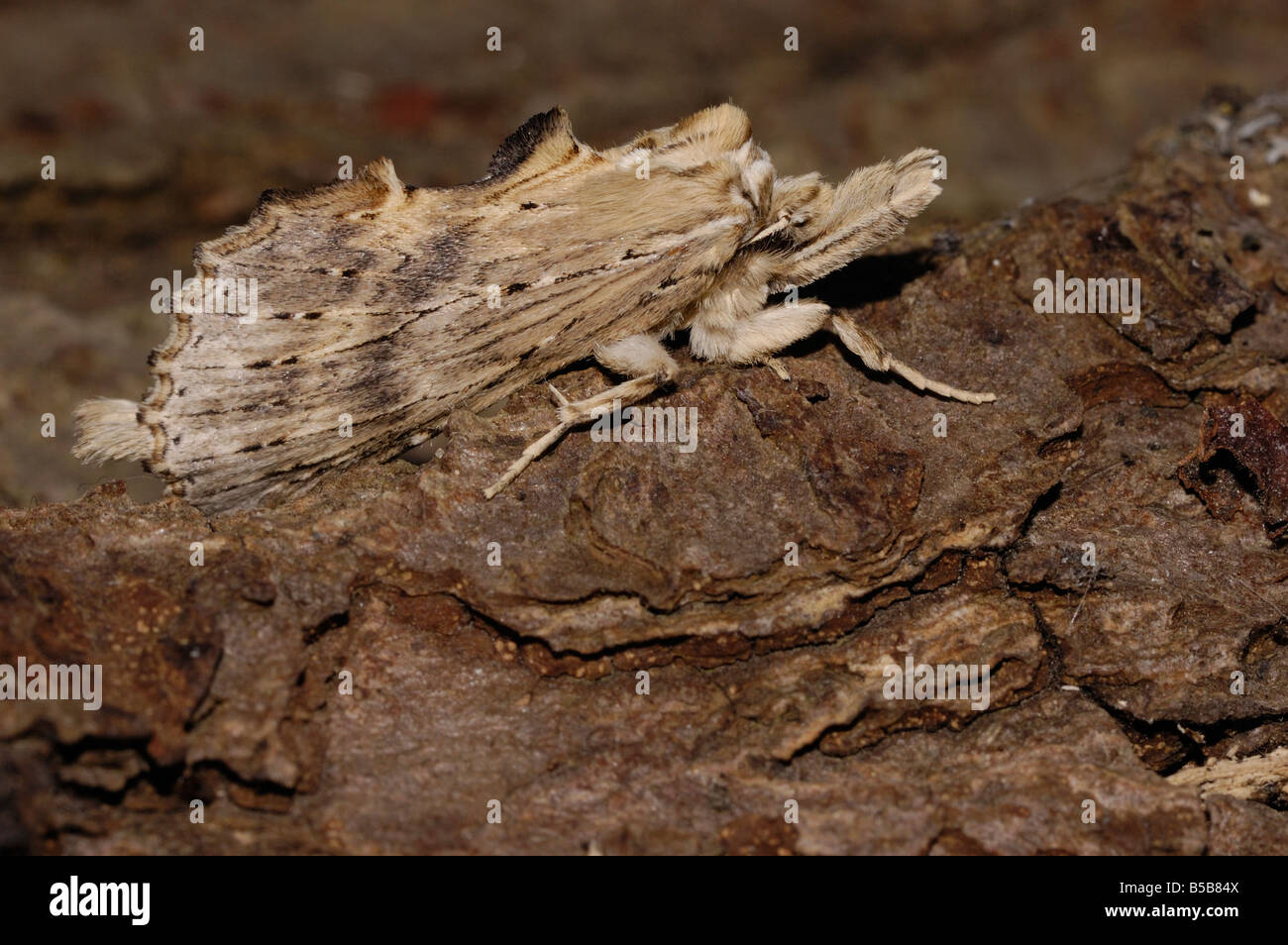 Pale Prominent moth Stock Photo