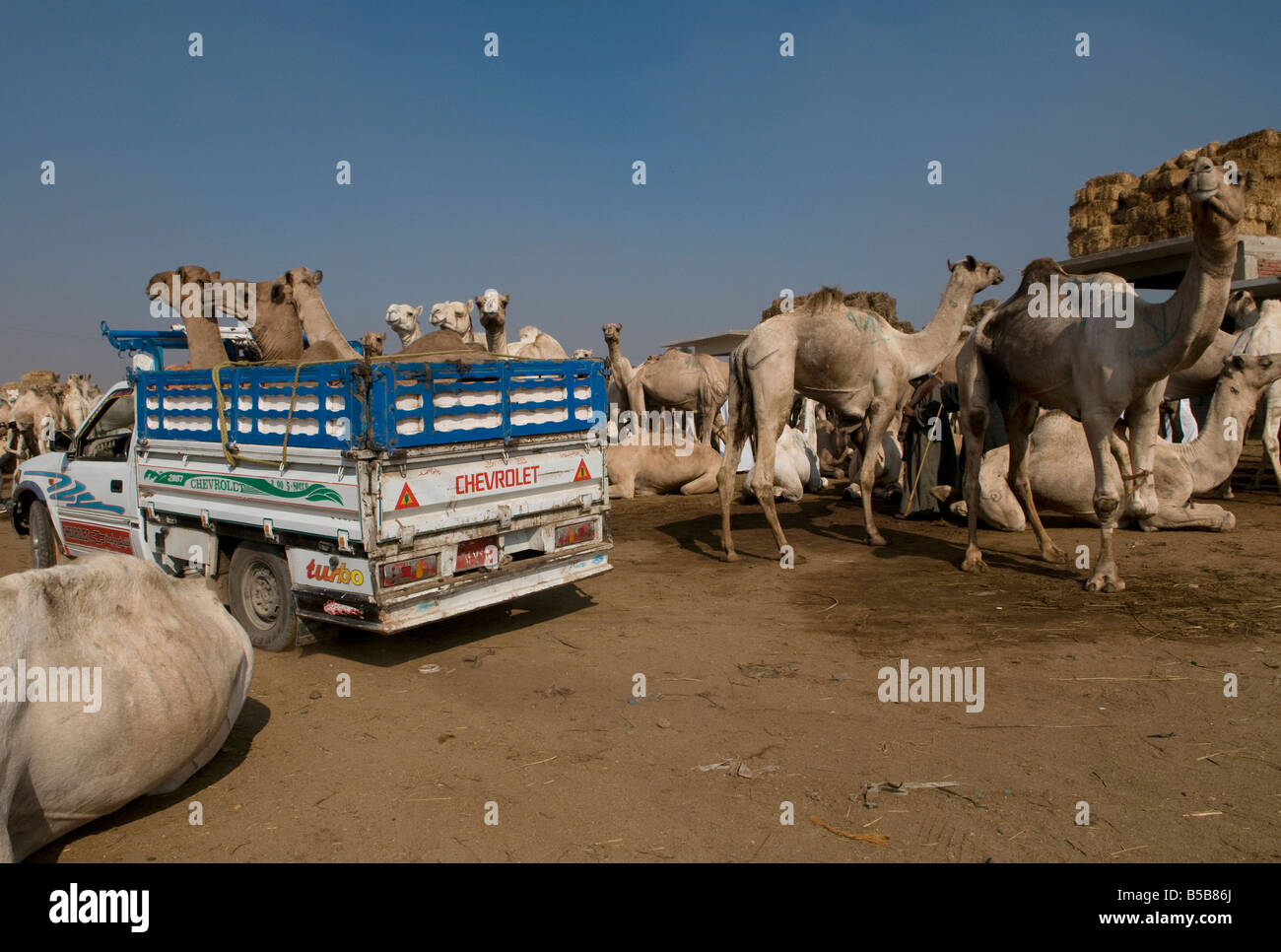 Camels on a truck at the Birqash Camel Market ( Souq al Gamaal ), 35 km north of Cairo. Egypt Stock Photo