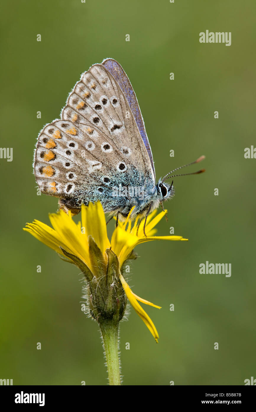 Chalkhill blue hires stock photography and images Alamy