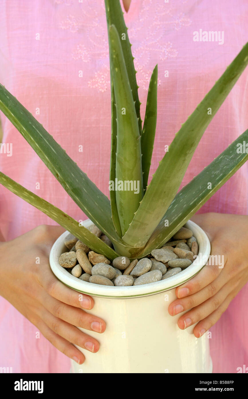Burn plant Aloe vera Stock Photo Alamy
