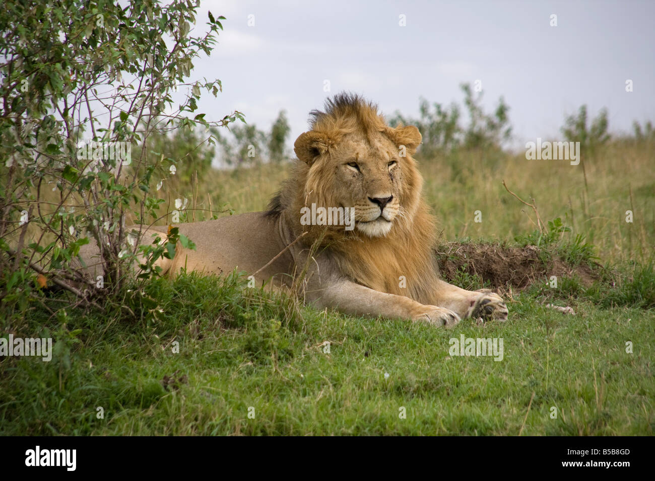 Male lion on plains of masai mara hi-res stock photography and images ...