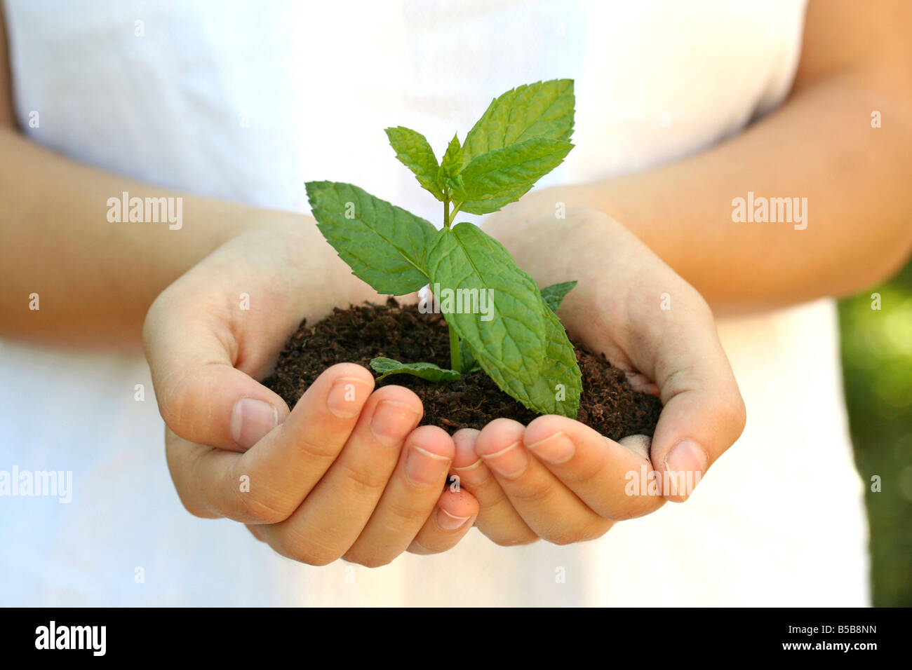 Peppermint Mentha sp Stock Photo