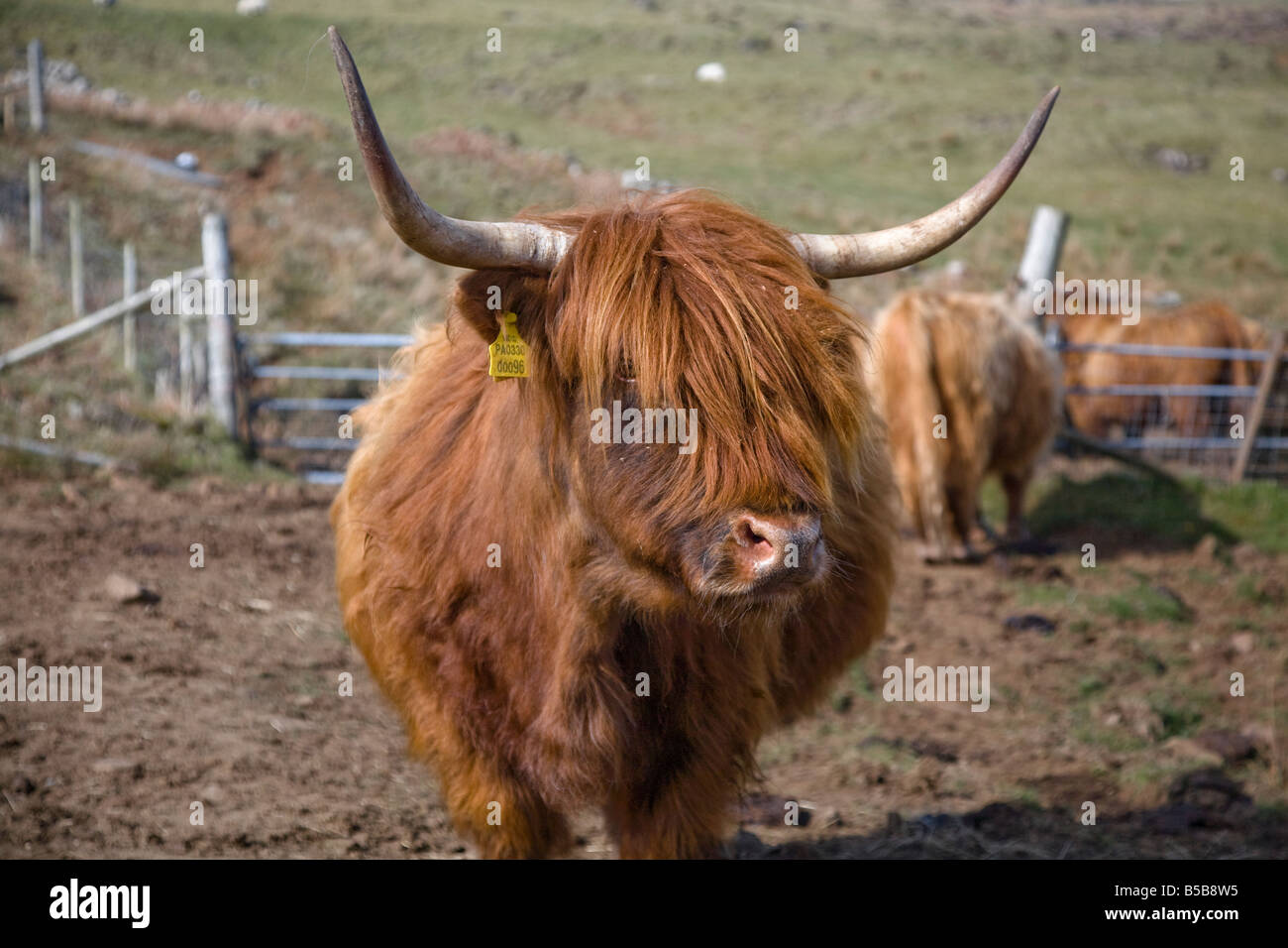 Highland Cow with long ginger hair and big horns in paddock in the ...